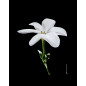 Monoï de Tahiti Parfum Vanille Monoï de Tahiti Parfum Vanille